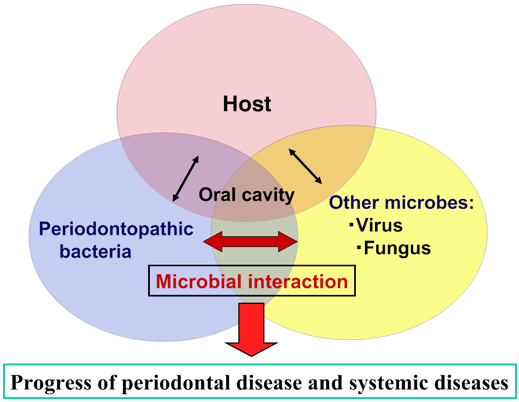 Periodontopathic bacteria interacts with host and other microbes