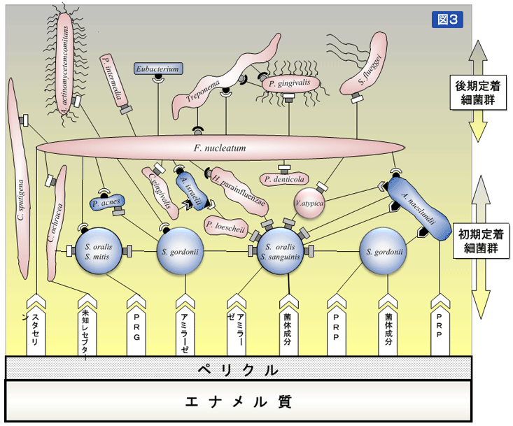 図3:デンタルプラーク内における異菌種間凝集