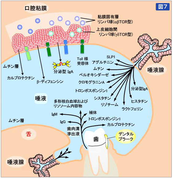 図7:	口腔の感染防御機構