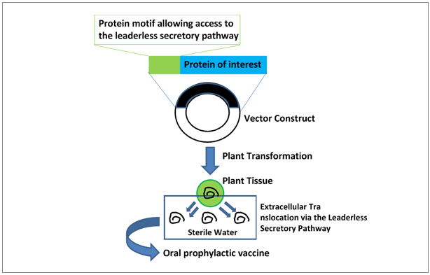 Oral prophylactic vaccine production using plant cells
