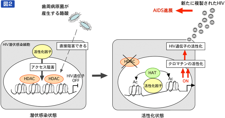 図2：歯周病原菌P. gingivalisによる潜伏感染HIVの再活性化の模式図